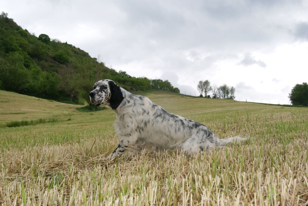 Milka du Parc des Chaumes