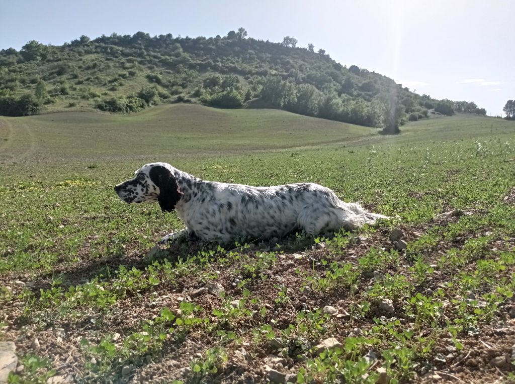 Milka du Parc des Chaumes