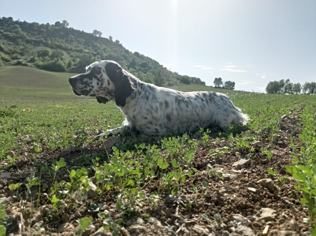 Milka du Parc des Chaumes