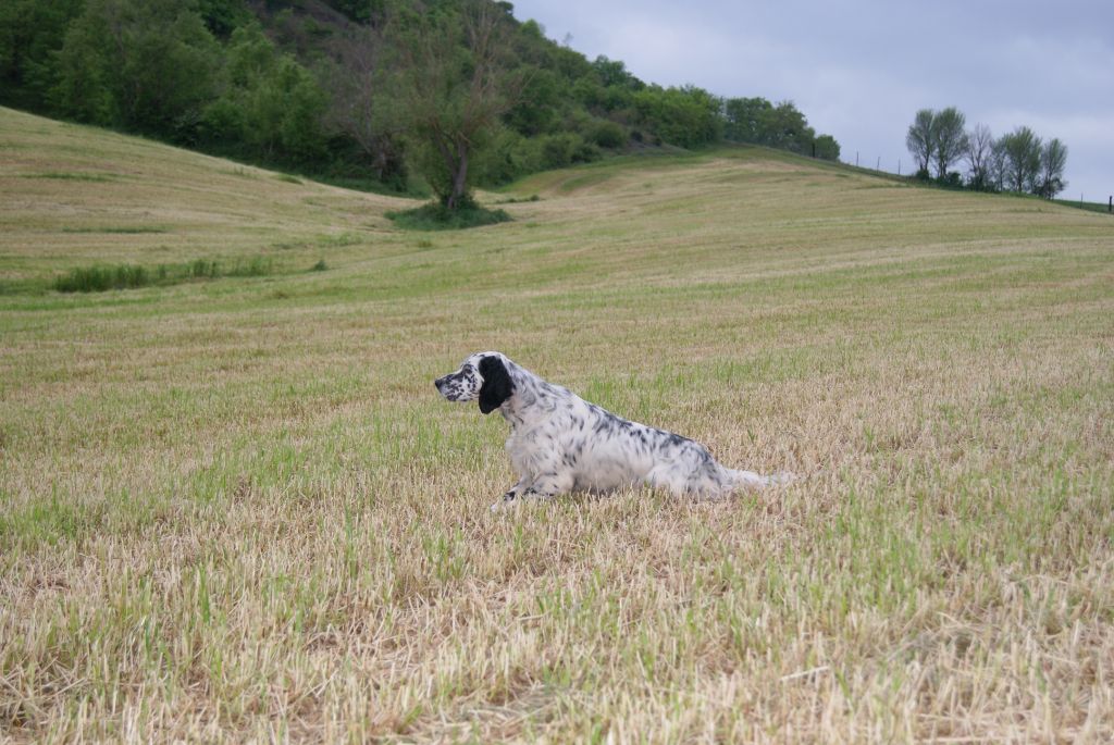 Milka du Parc des Chaumes