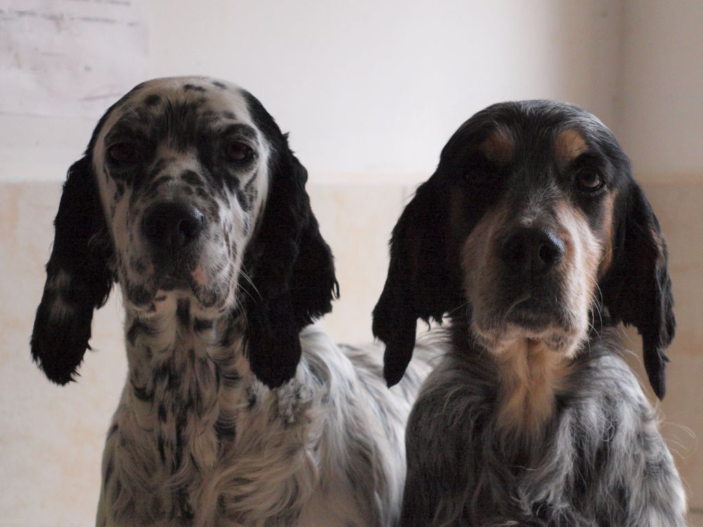 les chiens