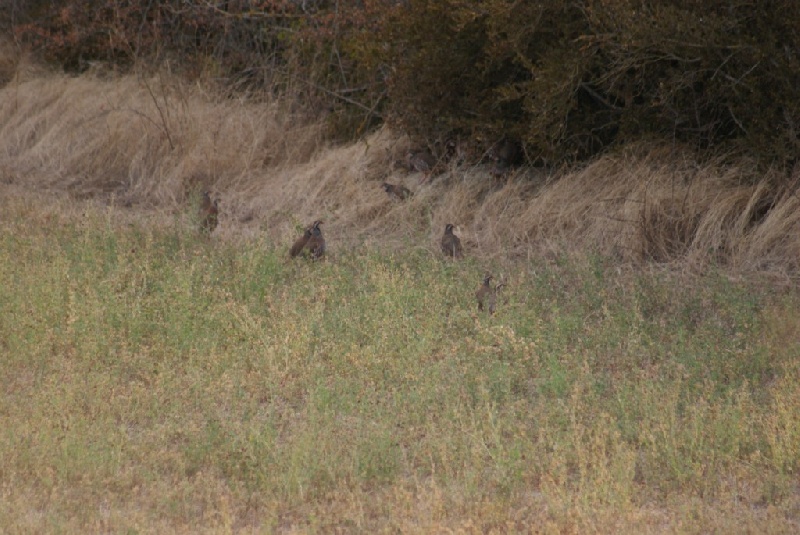 Faune
