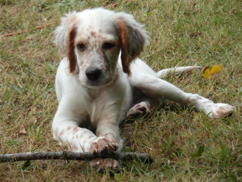 Photos de chiot du causse du larzac